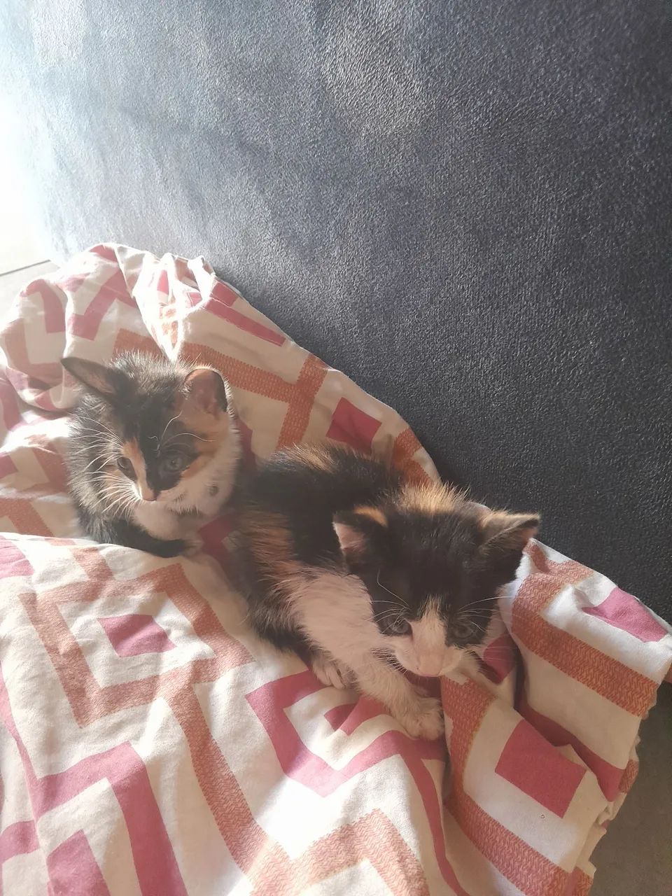 Gatinhos achados no terminal livramento faço entrega para teresina,Timom e altos