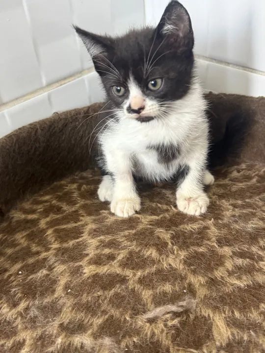 Gatinho preto e branco disponível para adoção - Foto 2