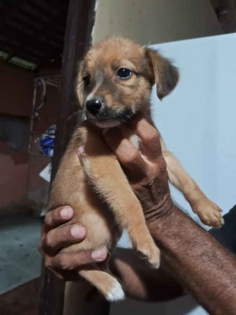 Filhote de cachorro adorável para adoção