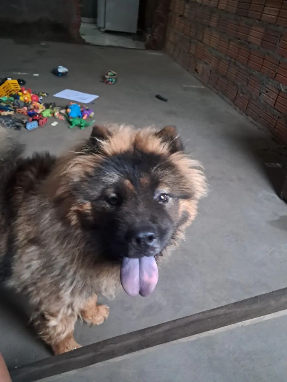 Cachorro  - Foto 3