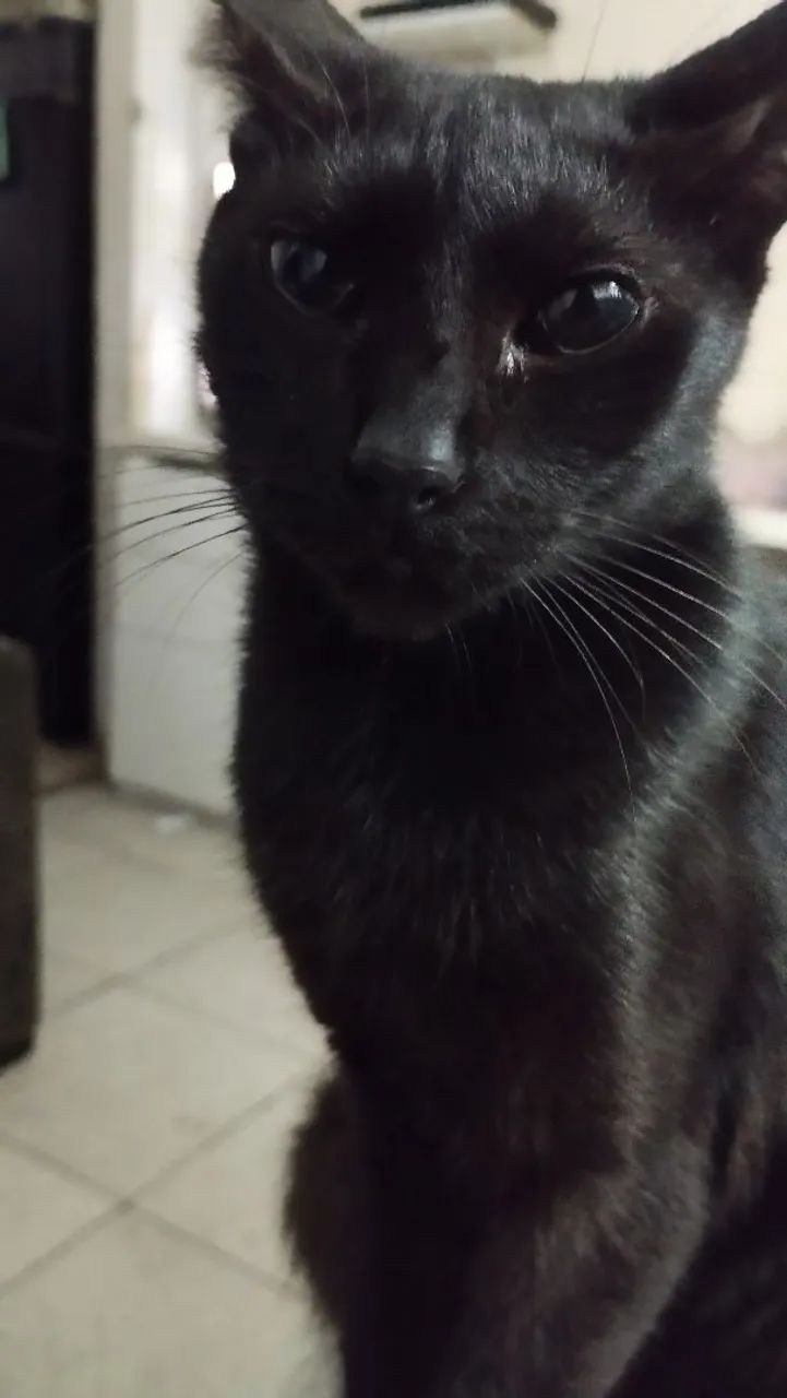 Gatos para doação  - Foto 2