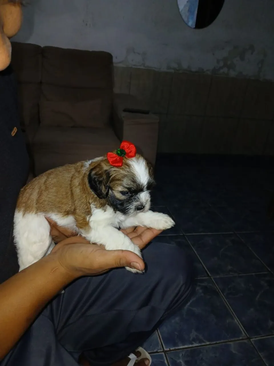 Filhote de Lhasa apso
