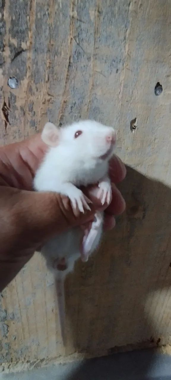 Filhotes de ratos Twisters  - Foto 5