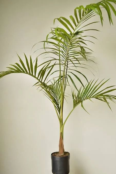 Muda de Palmeira Imperial 30 cm - Foto 3