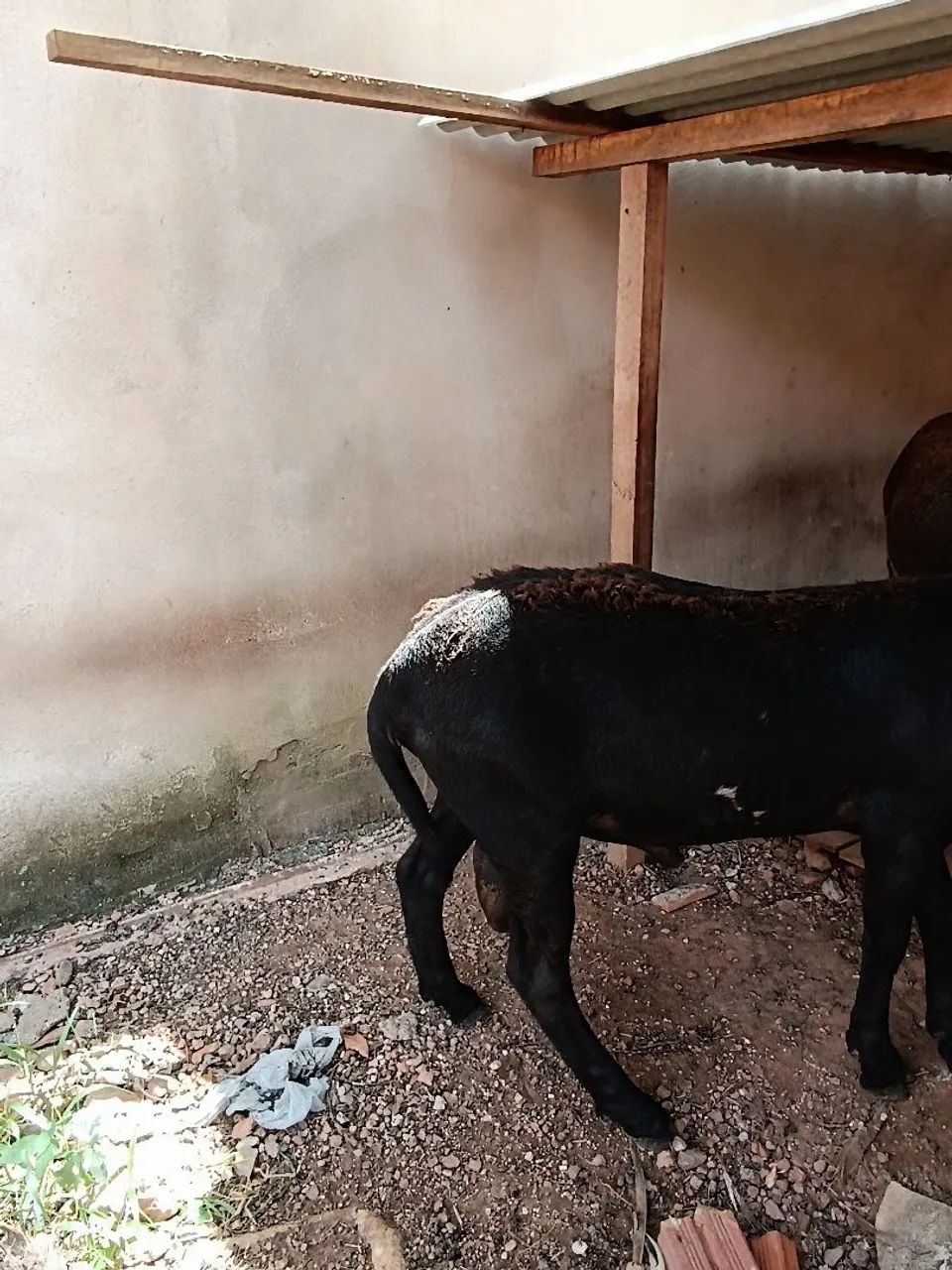 Dois carneiros para venda - Foto 3