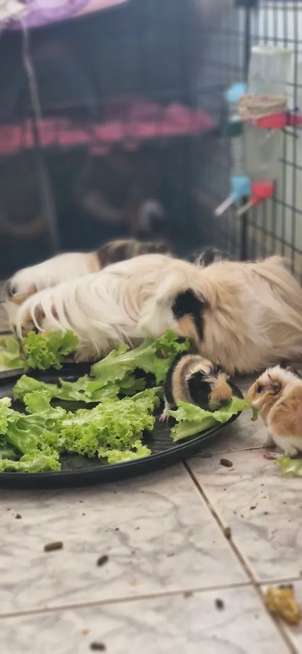 Porquinhos da índia Peruanos - Foto 6