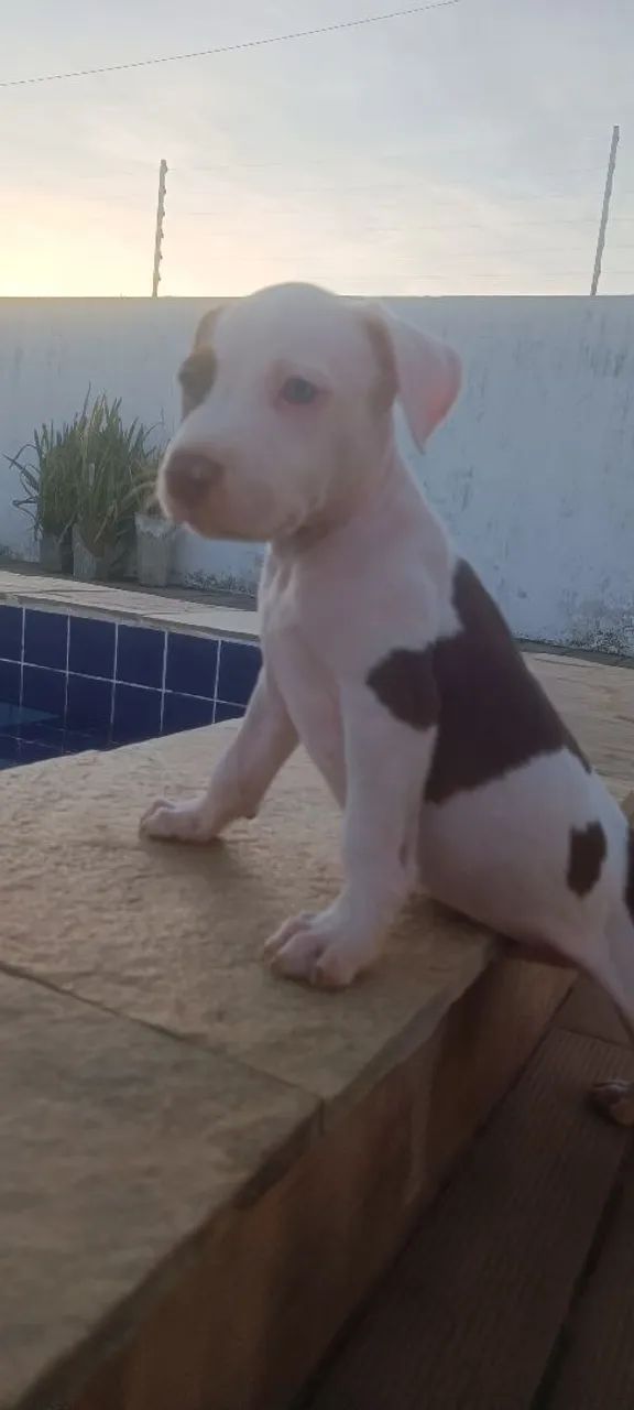 Filhote Pitbull de 45 dias  - Foto 2