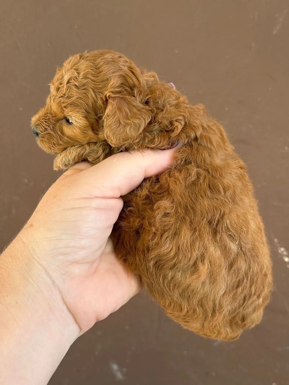 Poodle Mini Toy red Macho e fêmea para reserva não perca tempo  - Foto 2