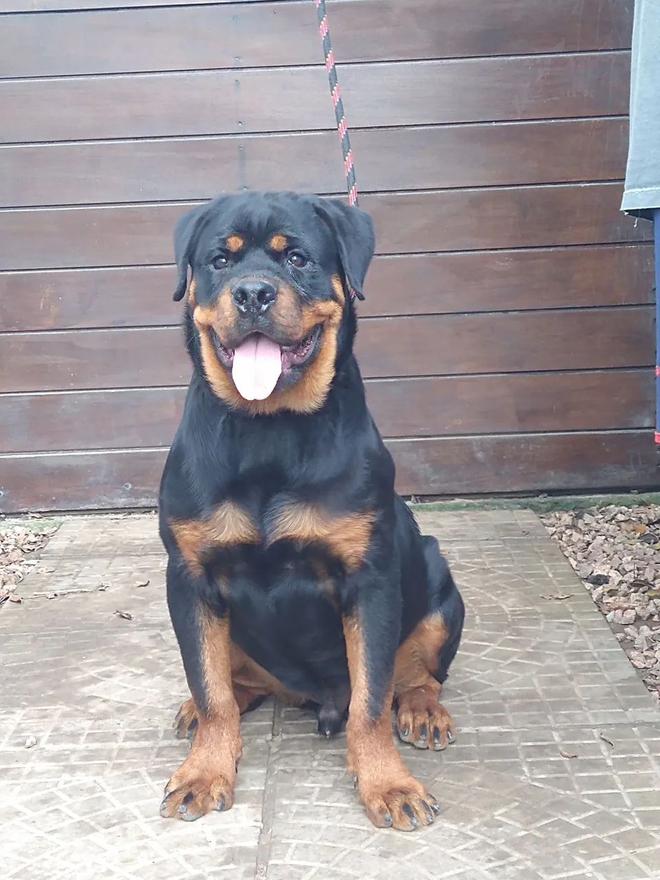 Macho de rottweiler 6 meses CBKC  - Foto 2