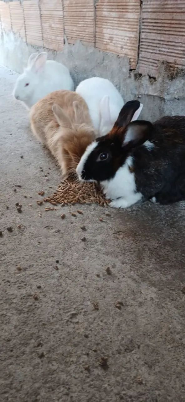 Vendo 2 casais de coelhos  - Foto 5