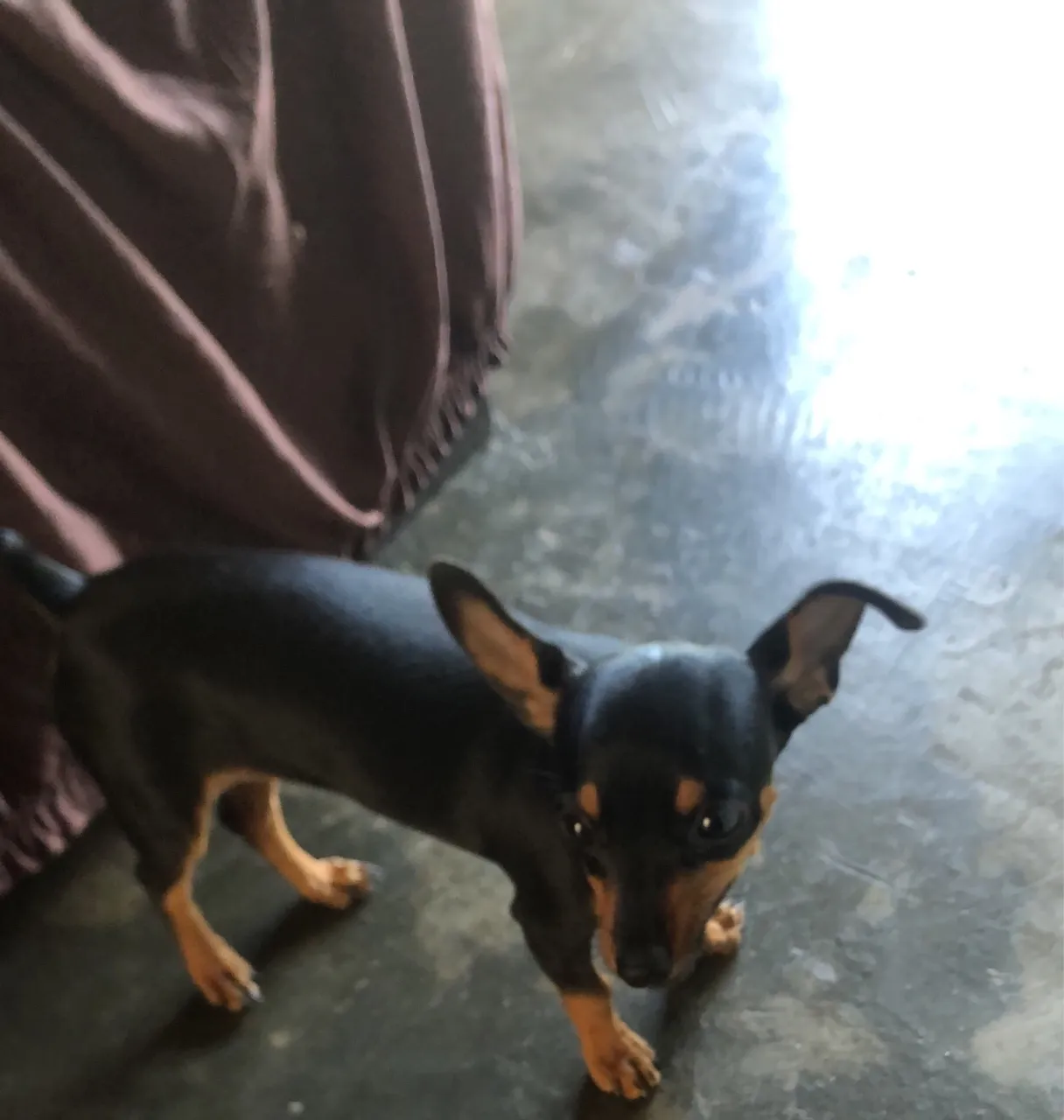 Pinscher fêmea numero(1) bem pequena