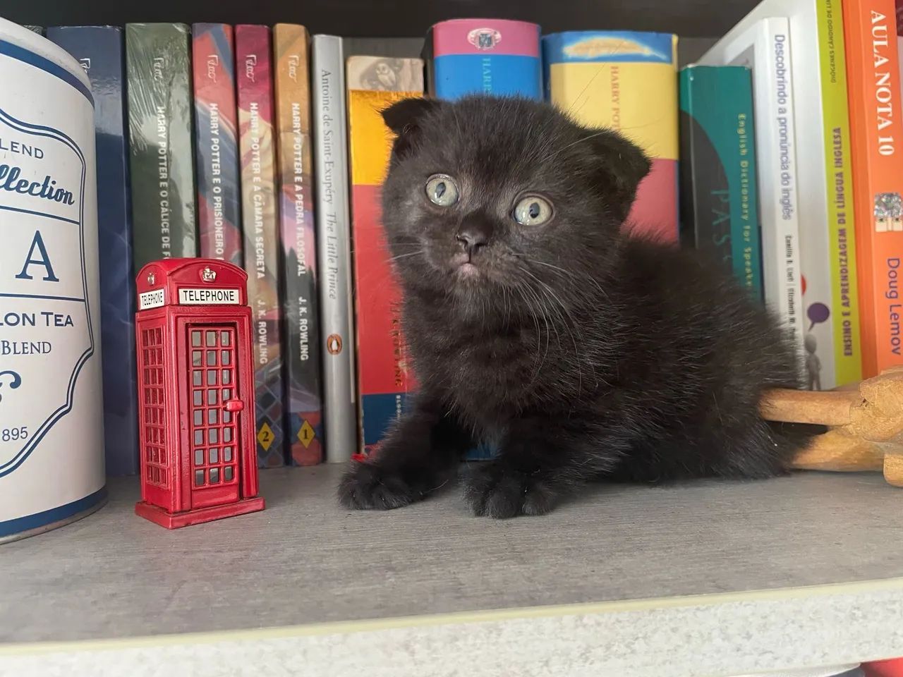 Gatinhos Scottish Fold Cinza, Black, chocolate  - Foto 3