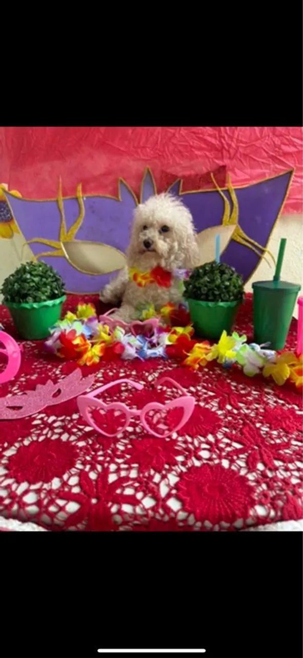 Procura - se um namorado poodle toy primeira vez meu WhatsApp *49.