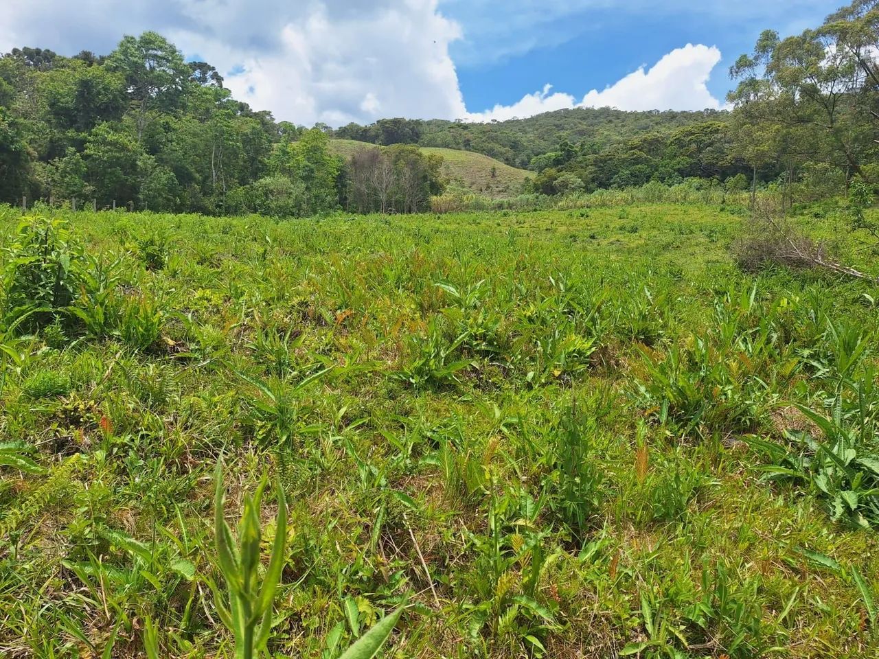 Terreno 40.000m², Delfim Moreira /MG - Foto 7