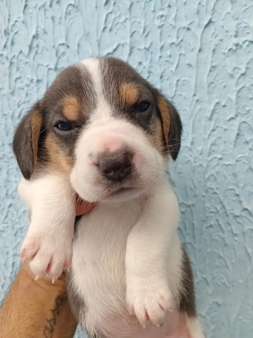 Beagle tricolor 13 polegadas femea - Vacinada e vermifugada