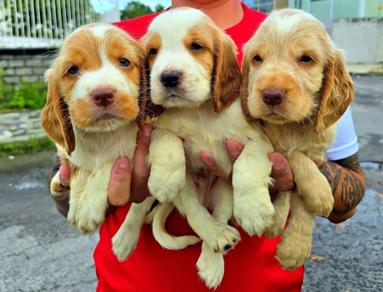 Filhotes de Cocker Spaniel de FUÇO ROSA E OLHOS VERDES - Foto 3