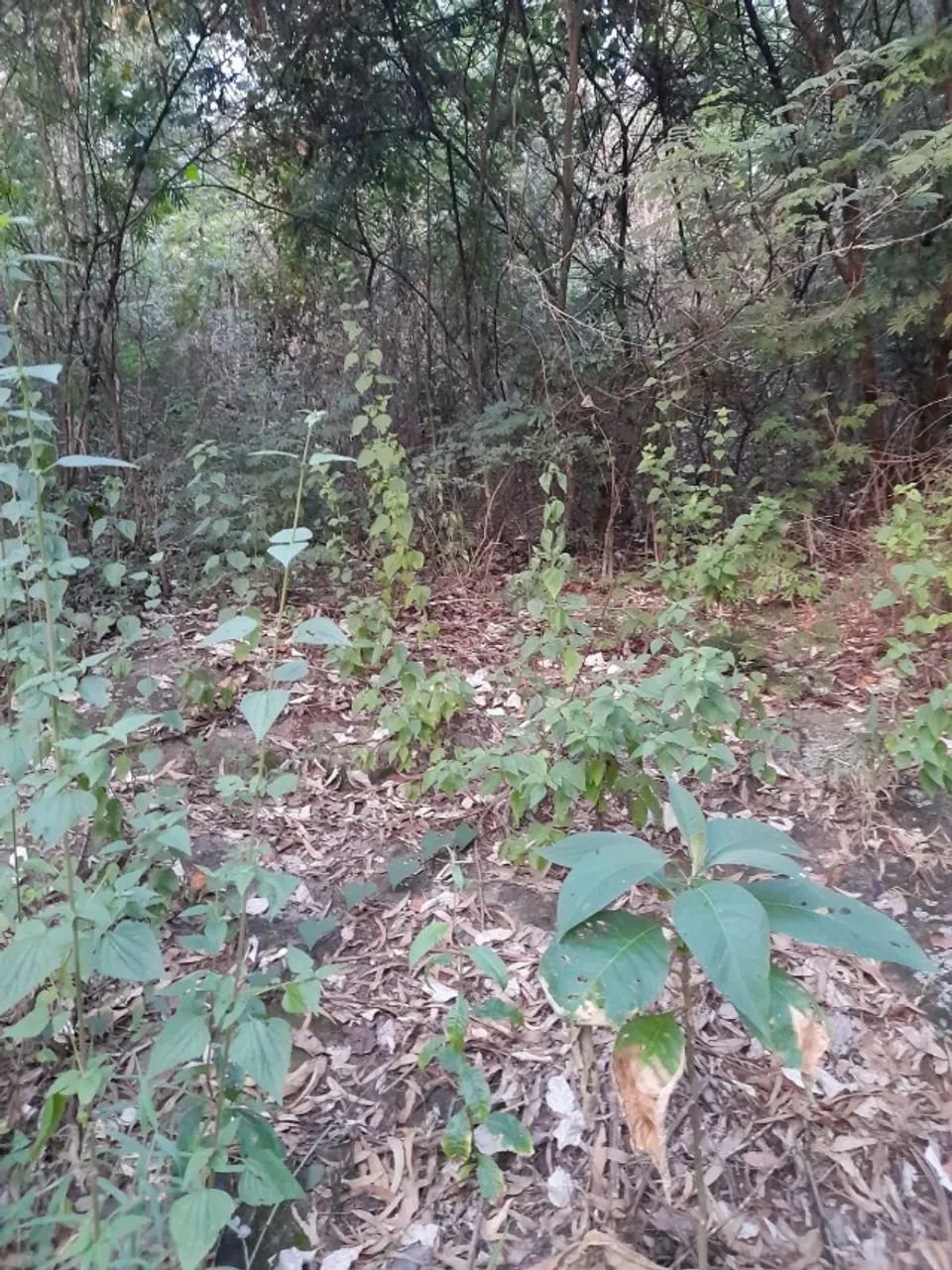 TERRENO 4.500m2 _Sabará/MG - Foto 5