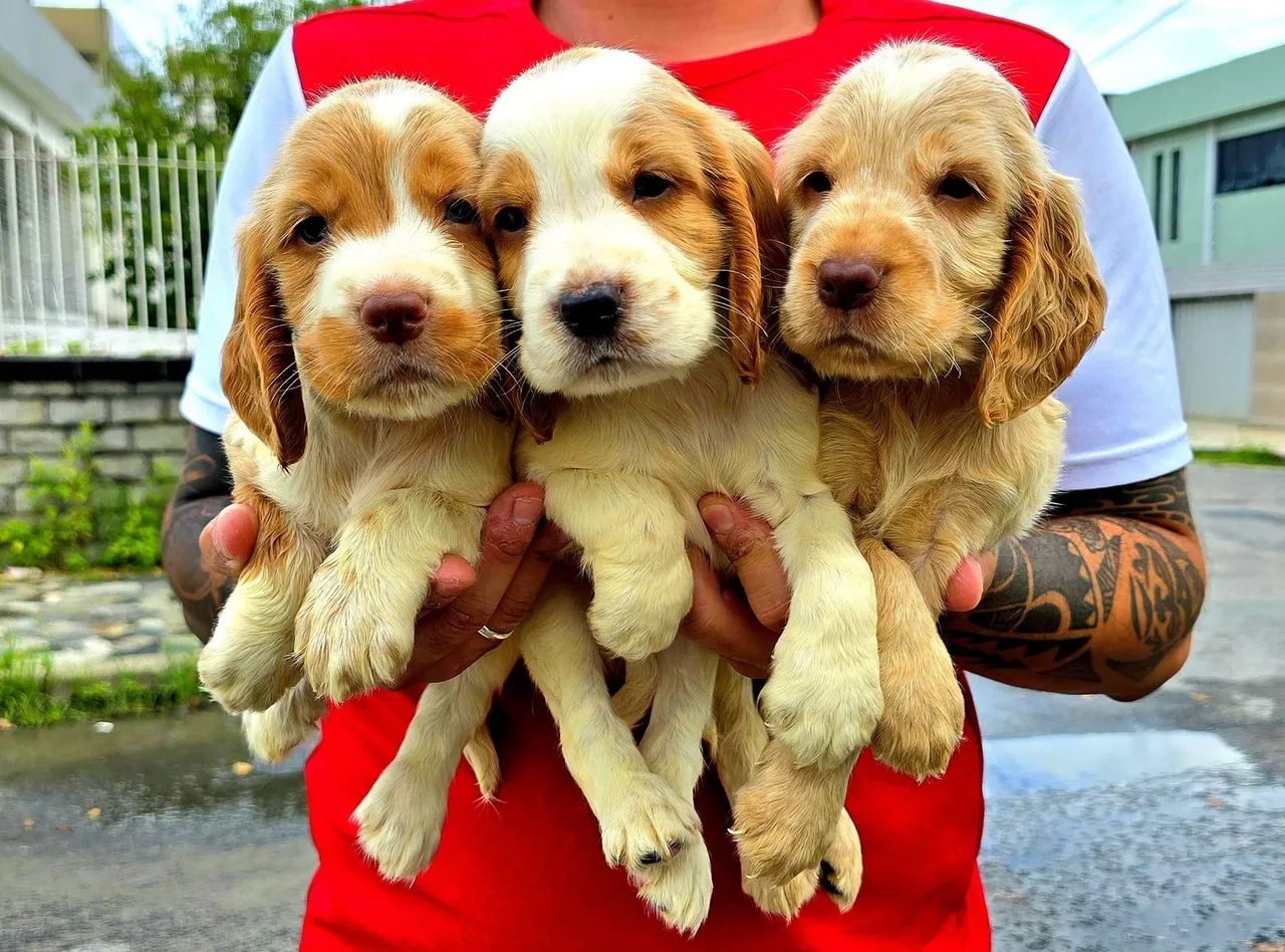 Filhotes de Cocker Spaniel de FUÇO ROSA E OLHOS VERDES - Foto 4