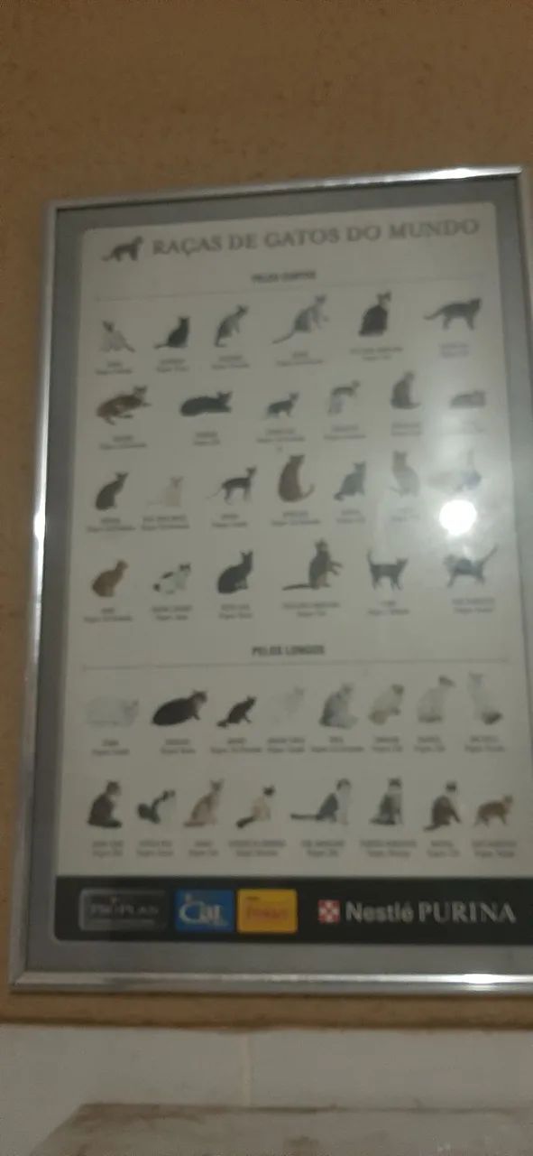 Quadro de raças de gatos Rs 120.00 - Foto 2