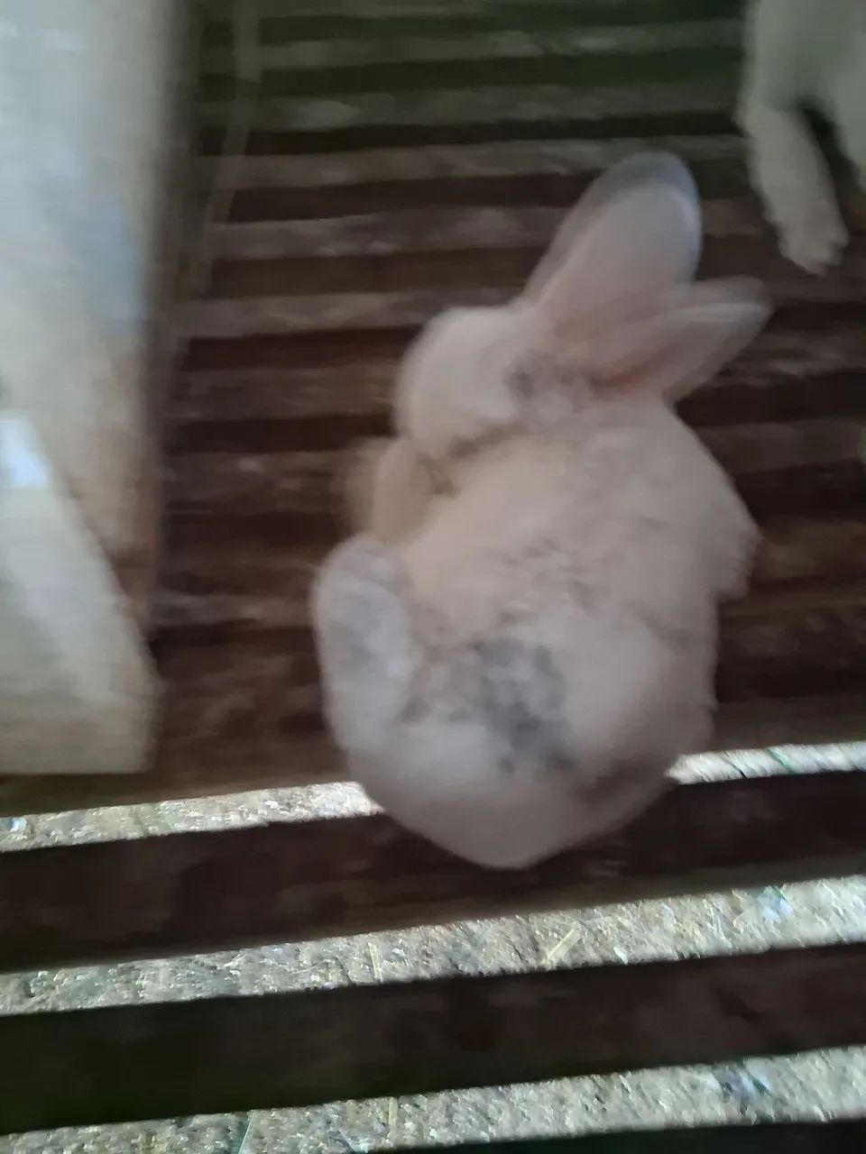 Mini Coelho rex - Foto 3