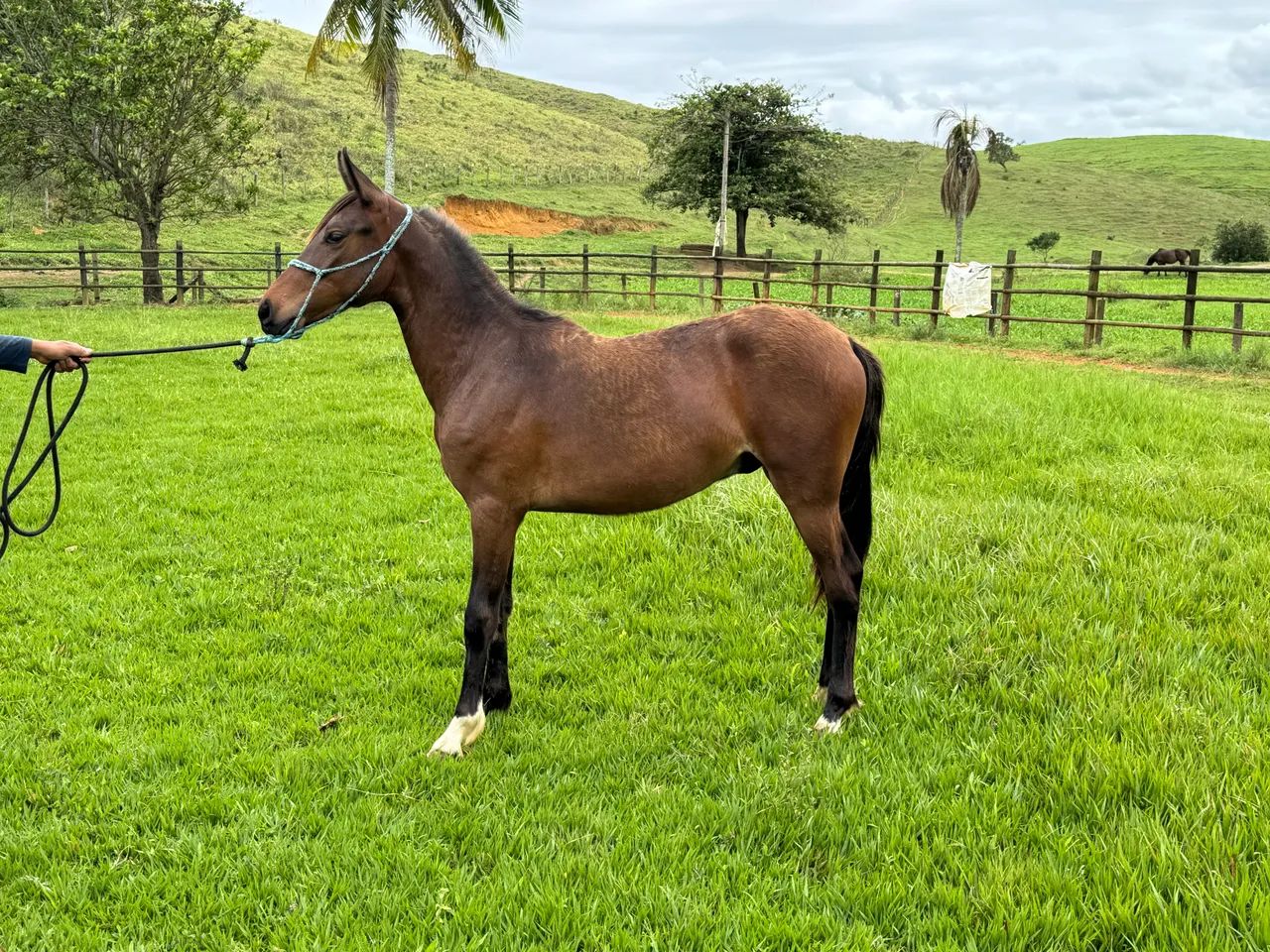 Vendo potro Mangalarga Marchador  - Foto 3
