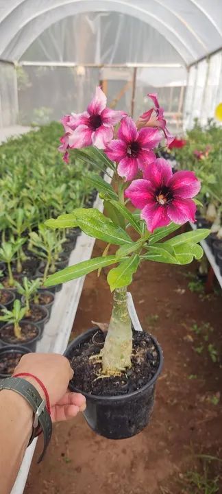  (Rosa do Deserto) Barbie girl 