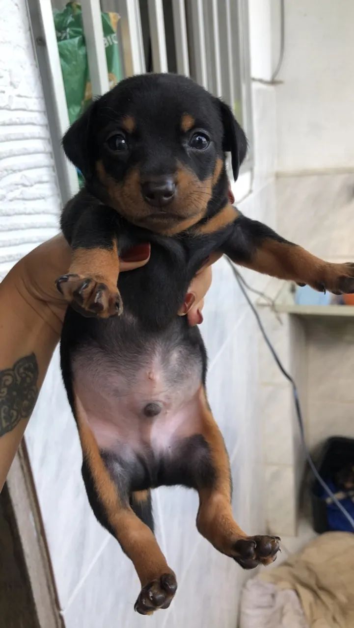 Filhote de Pinscher 
