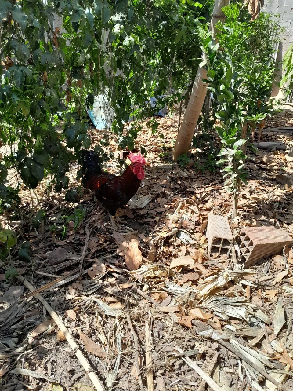 Vende se Galos - Foto 4