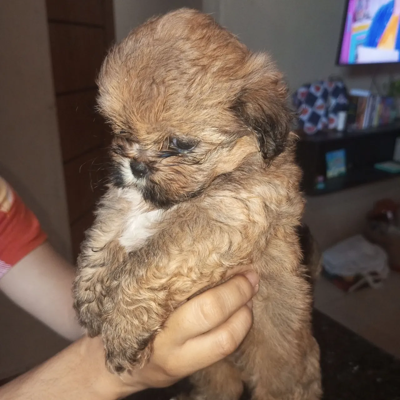 Filhote de Shih-Tzu à venda