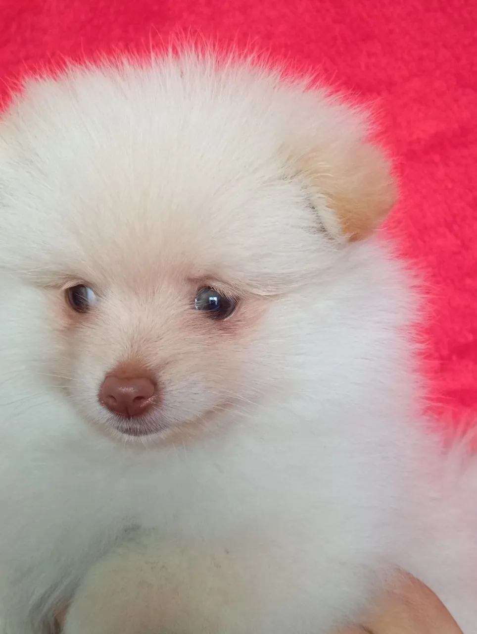 Fêmea Filhote de Spitz Alemão