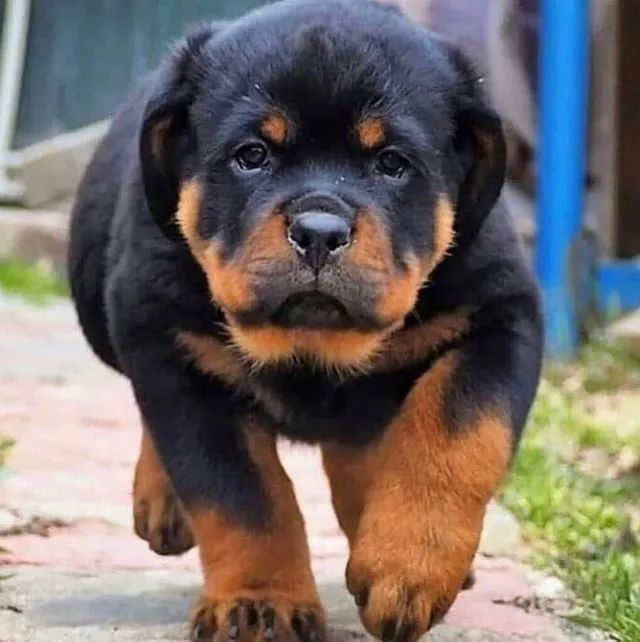 Rottweiler Tenha um motivo para sorrir todos os dias