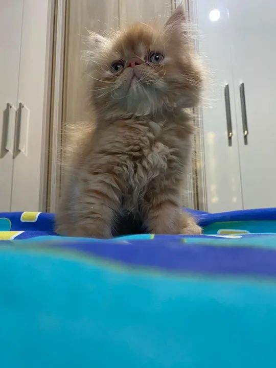 Gatinhos Persa  - Foto 4