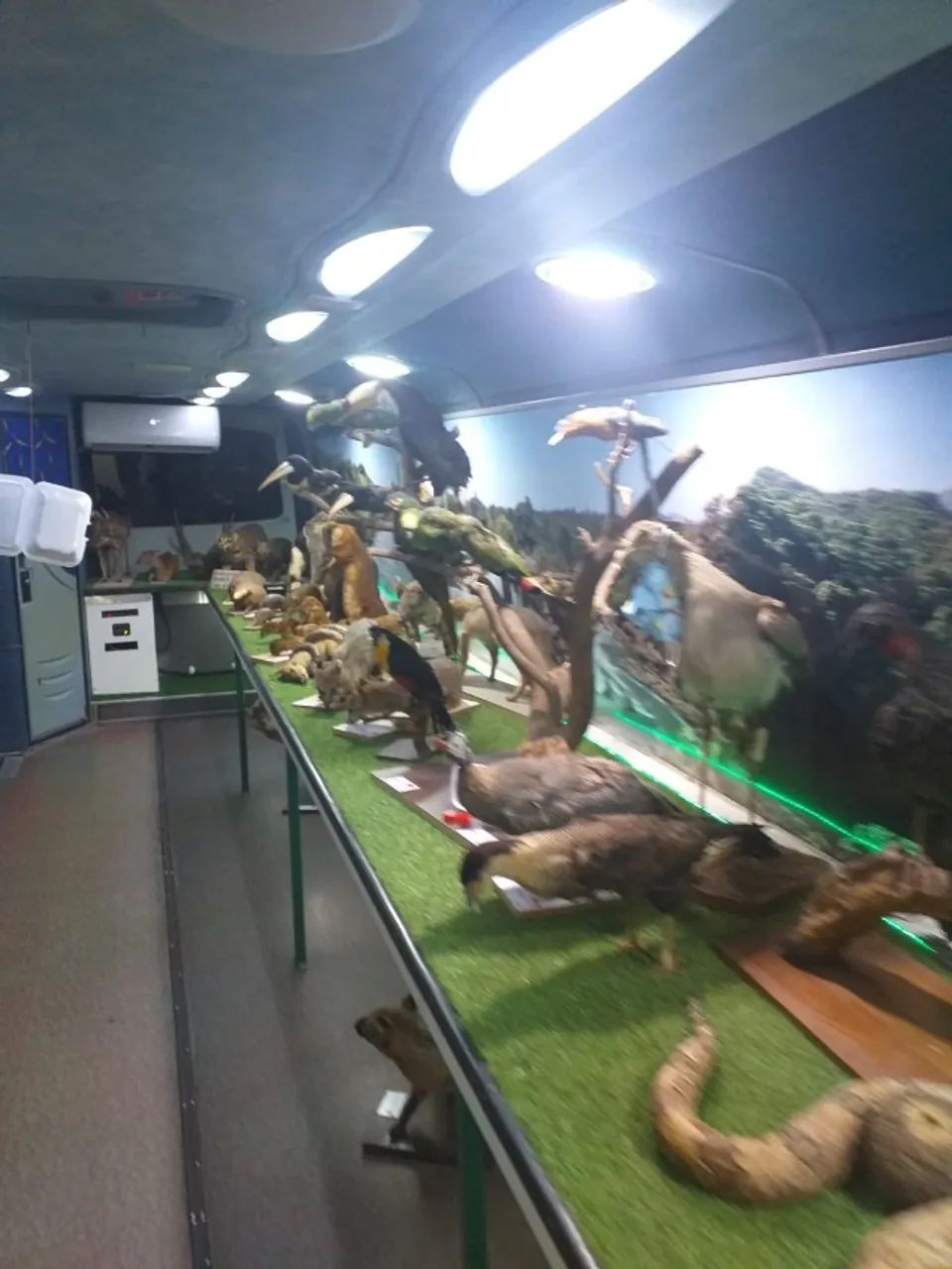 Ônibus Museu Ambiental + Acervo Zoológico - Projeto Educacional Completo - Foto 11