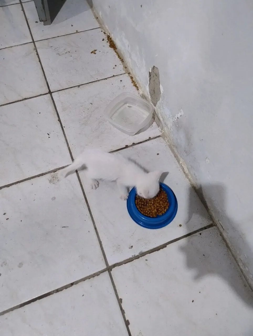 Gatinho branco para adoção