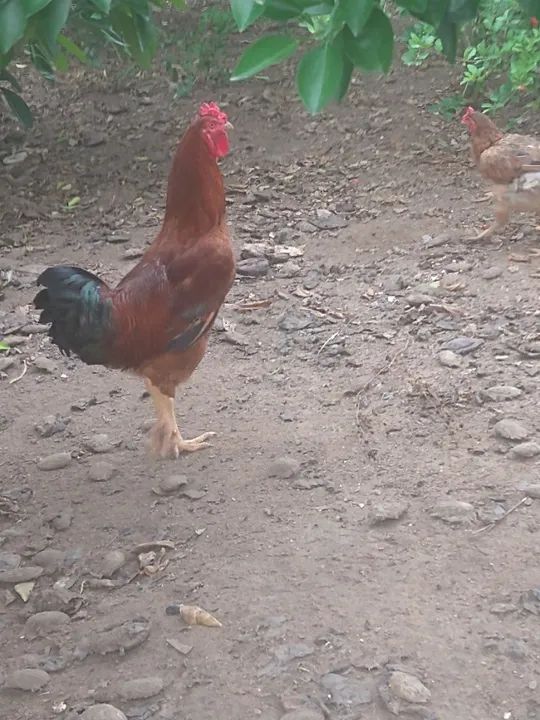 Galo - Foto 2