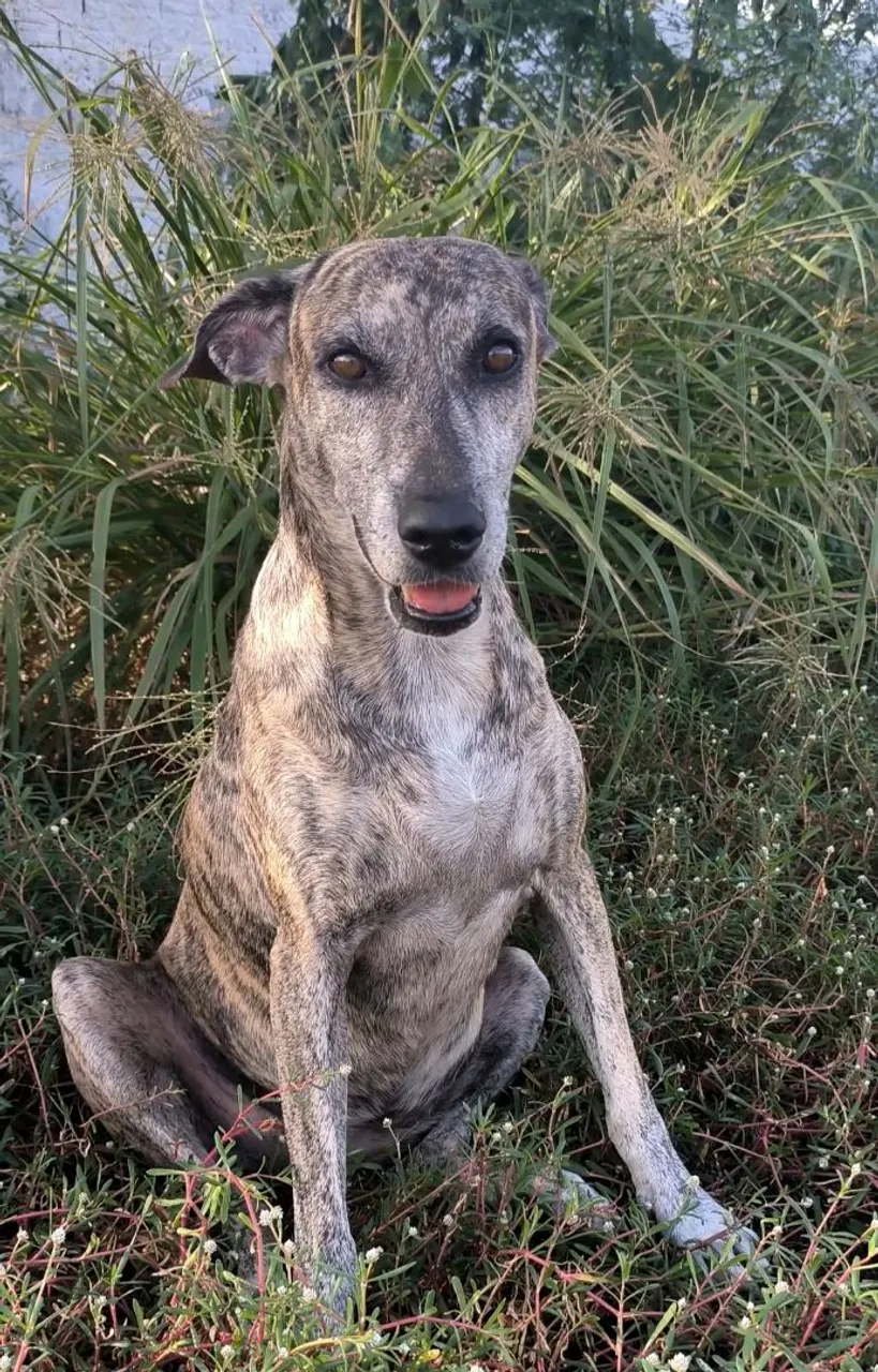 Cão Adulto - Pelagem Brindle