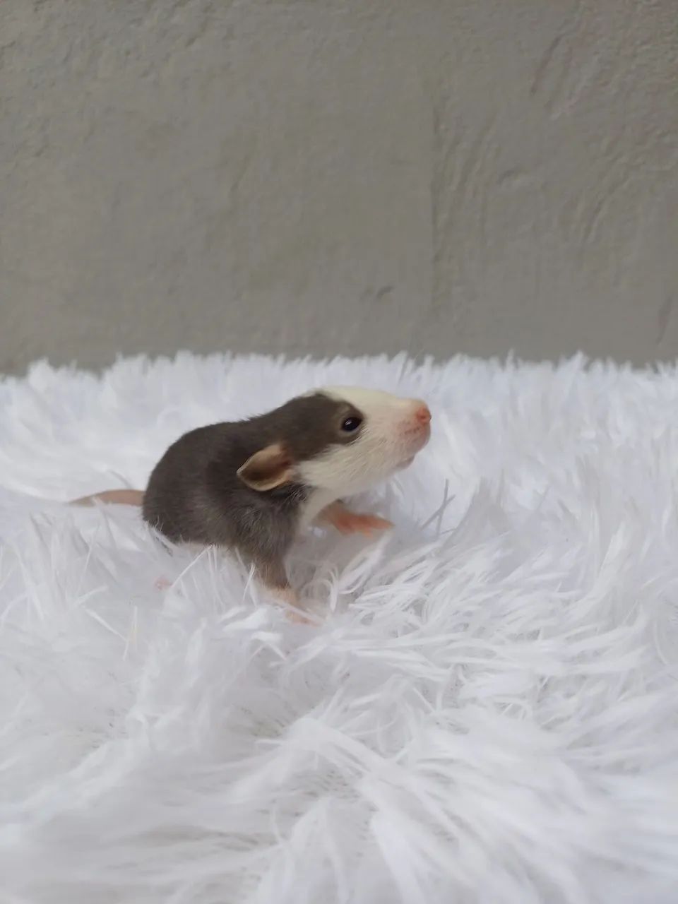 Rato twister  - Foto 6