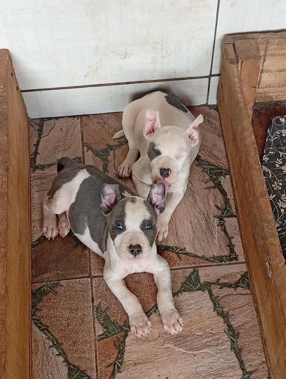 Casal de American Bully micro disponíveis leia - Foto 2
