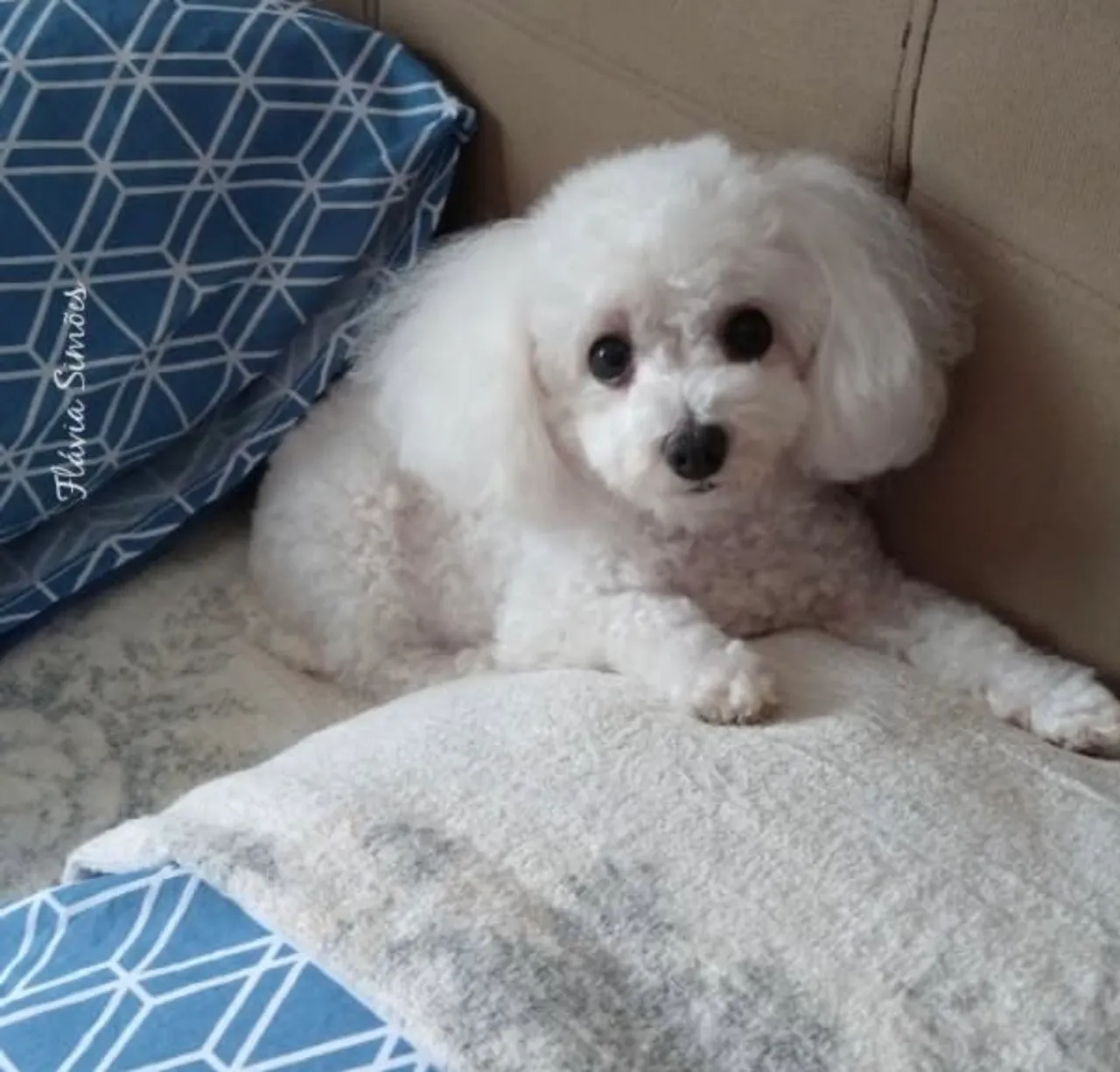 Poodle micro