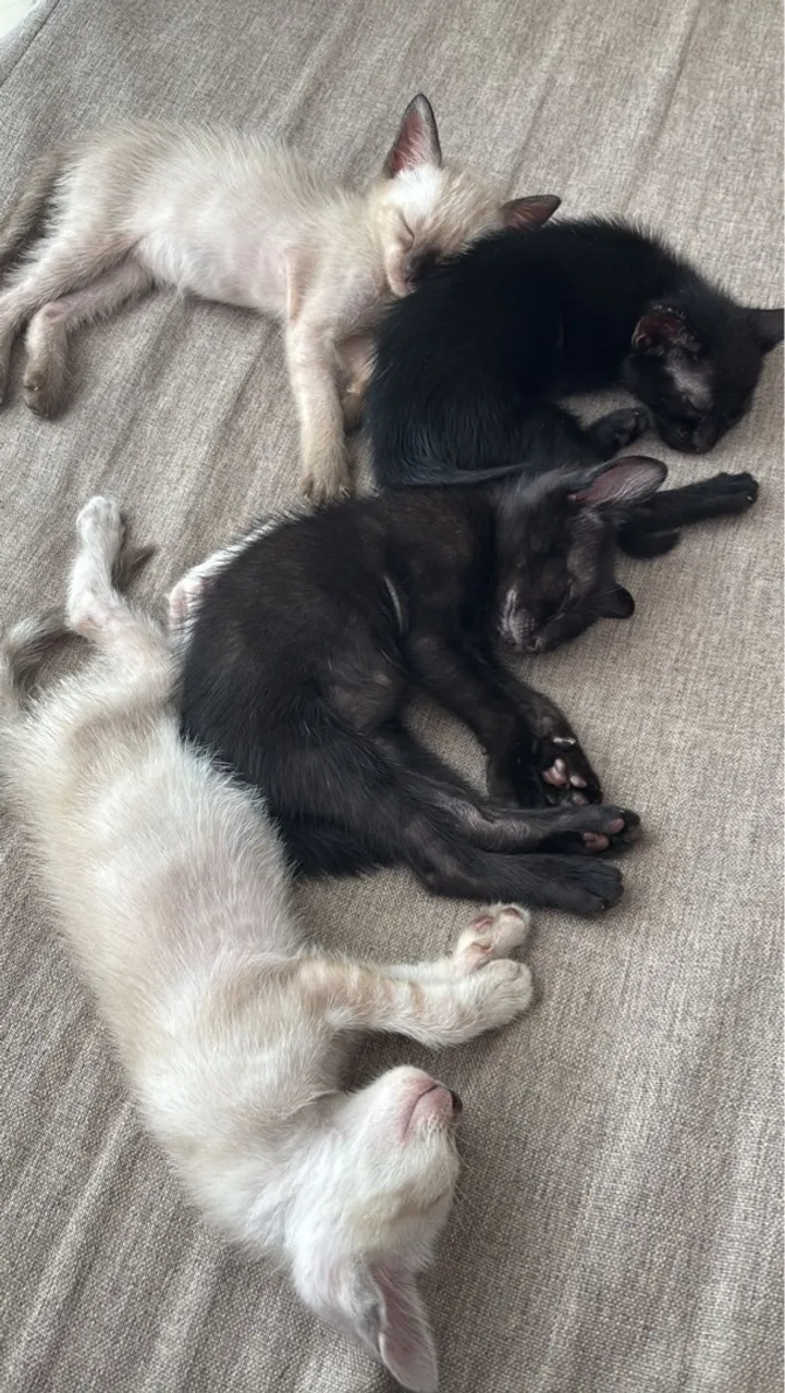 Gatinhos para adoção