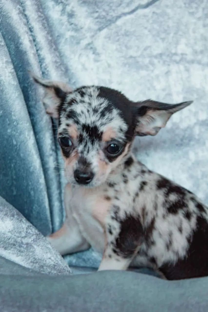 Chihuahua disponível 