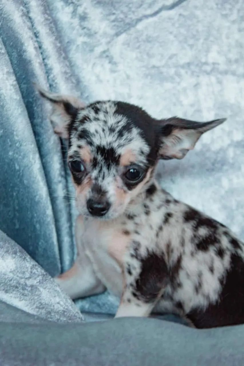 Chihuahua disponível 
