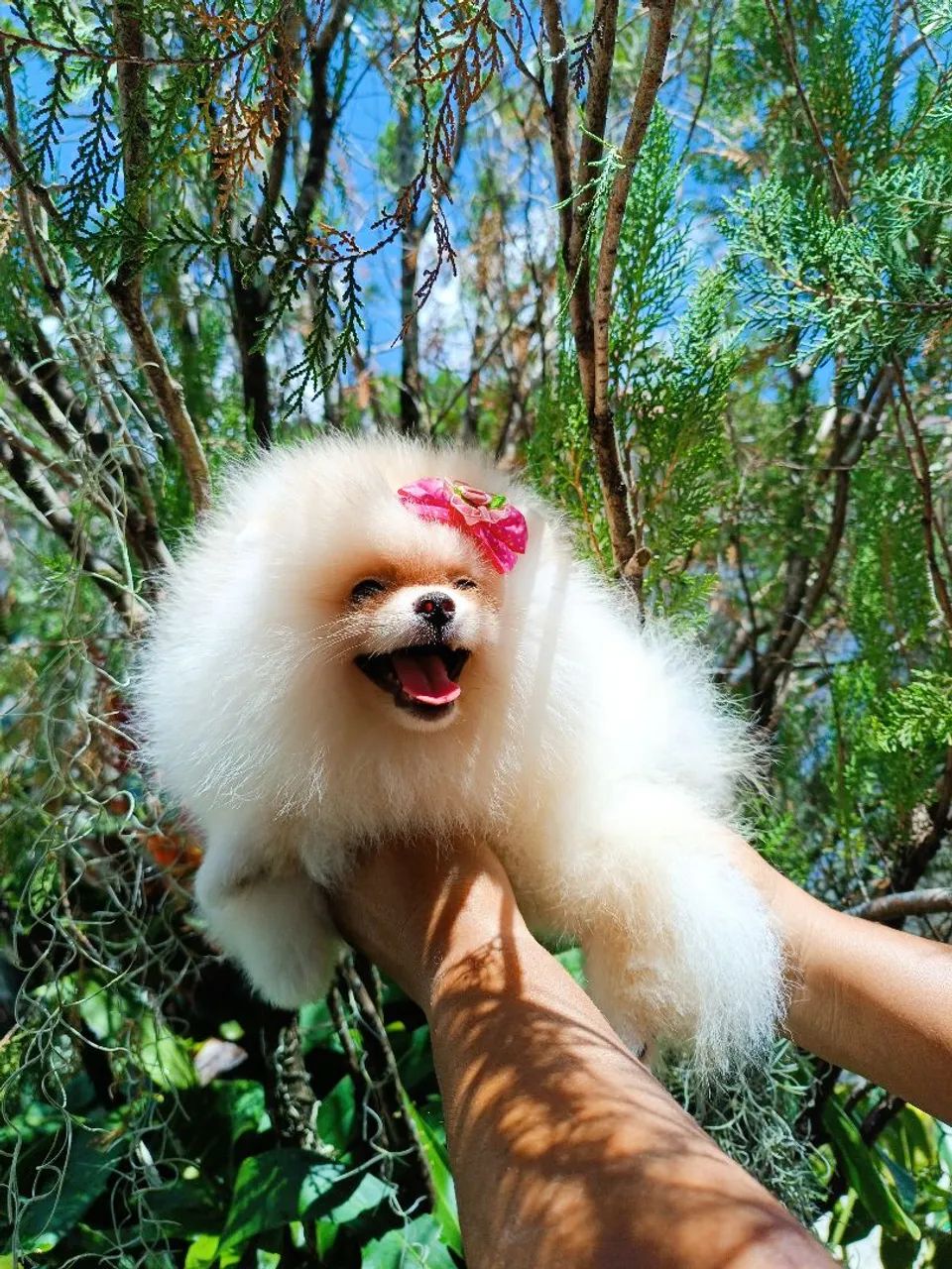 Linda Spitz  - Foto 6