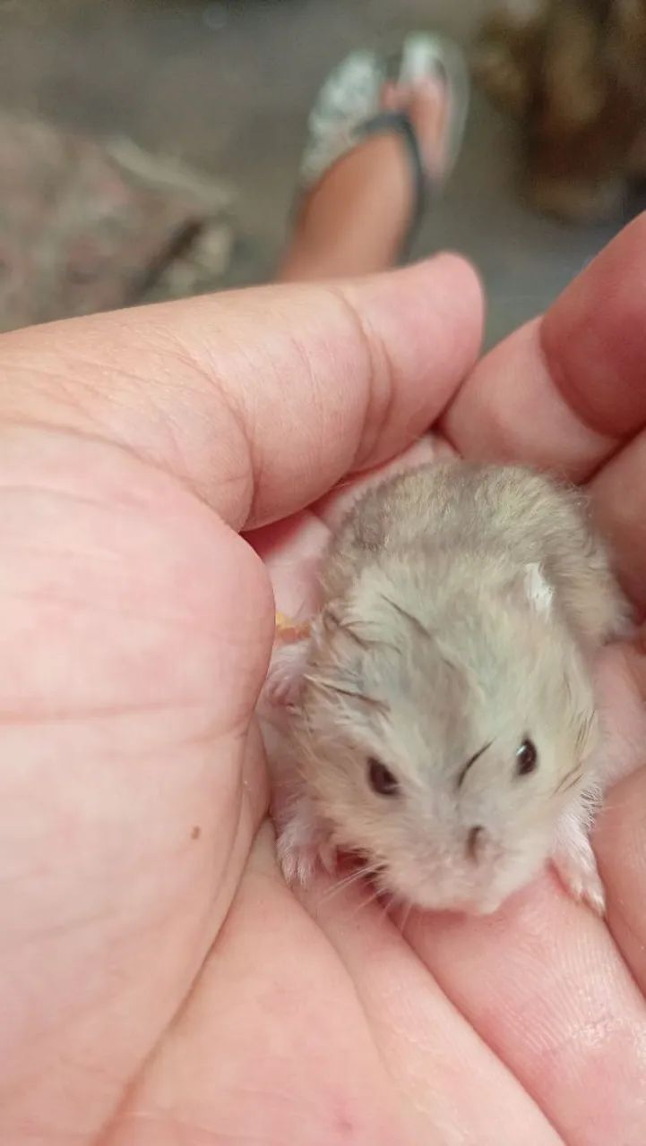 Hamister Russo Anão 64672973948546122