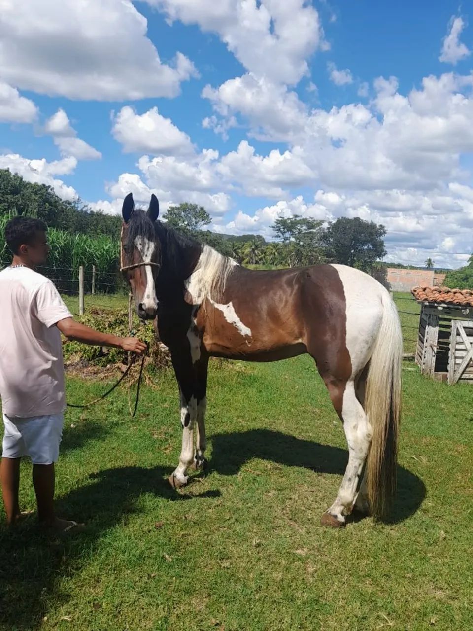 Cavalo pampa de castanho  - Foto 3