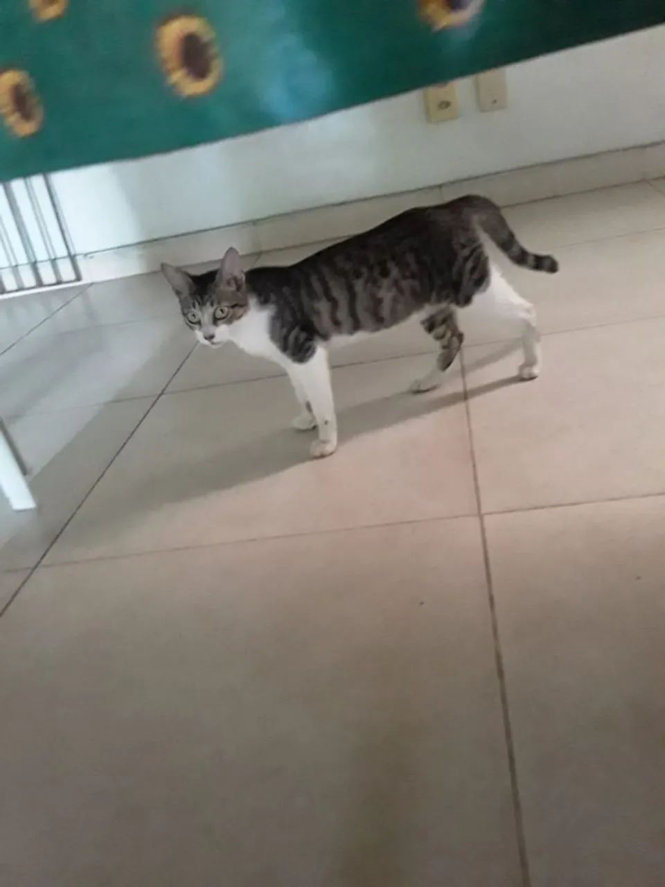 Gato disponível para adoção - Foto 2