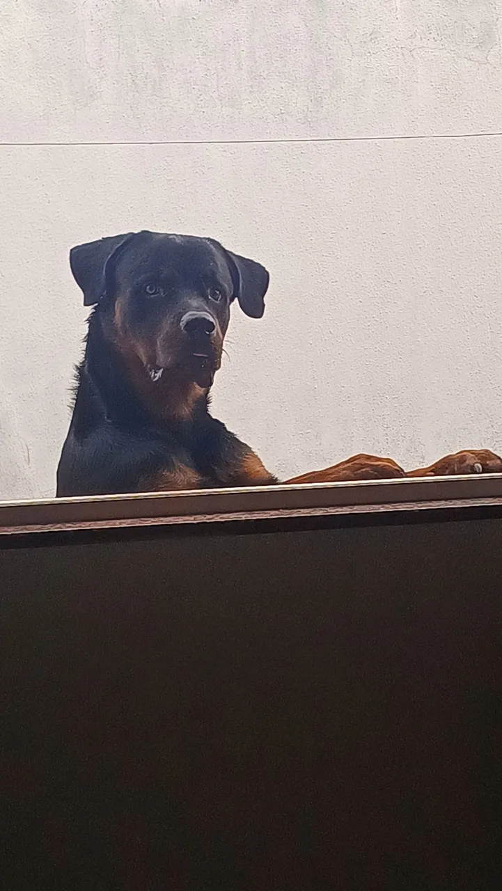 Rottweiler para adoção