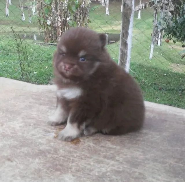 Spitz Alemão Chamar whats * - Foto 2