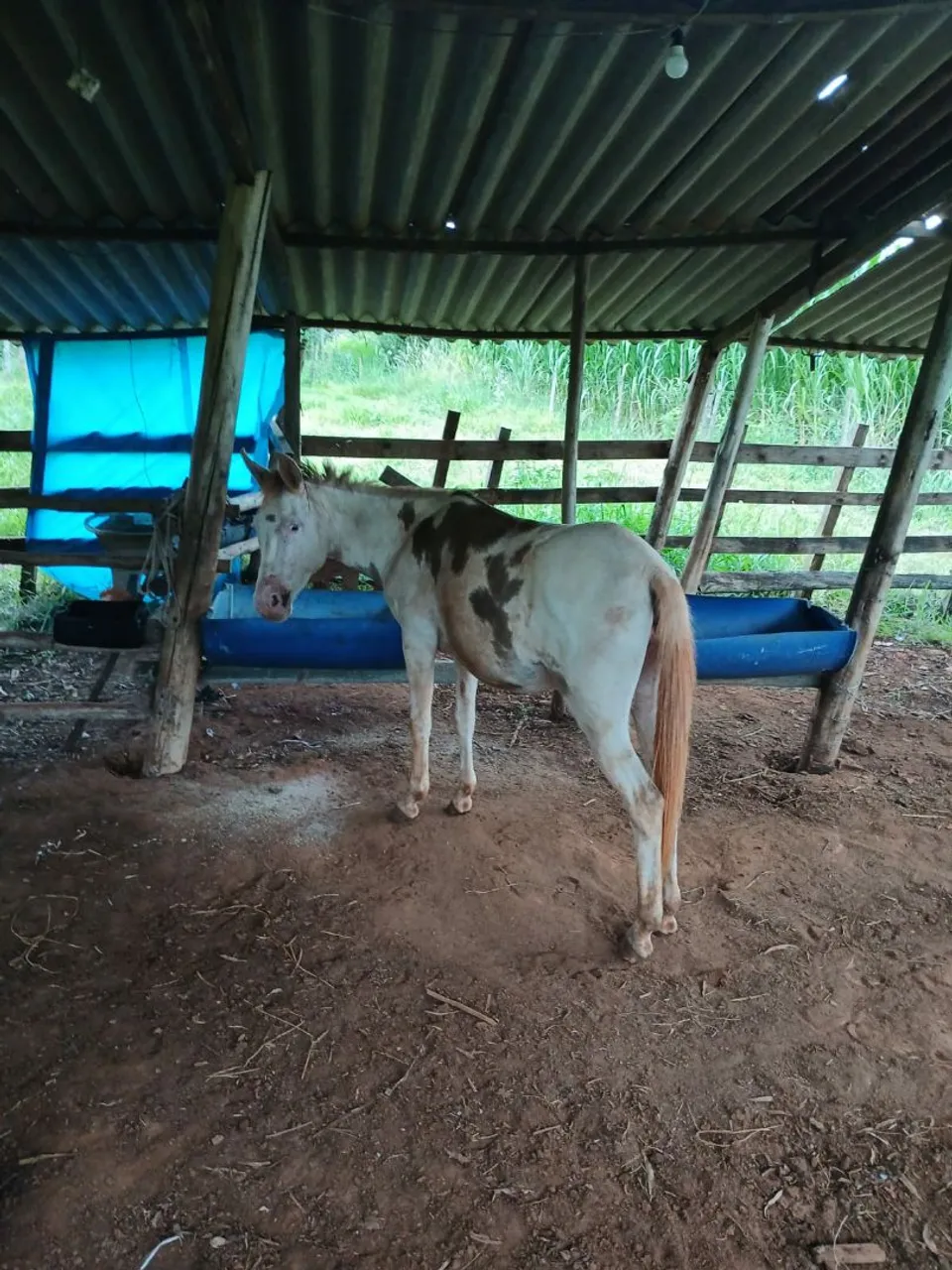 Mula Appaloosa