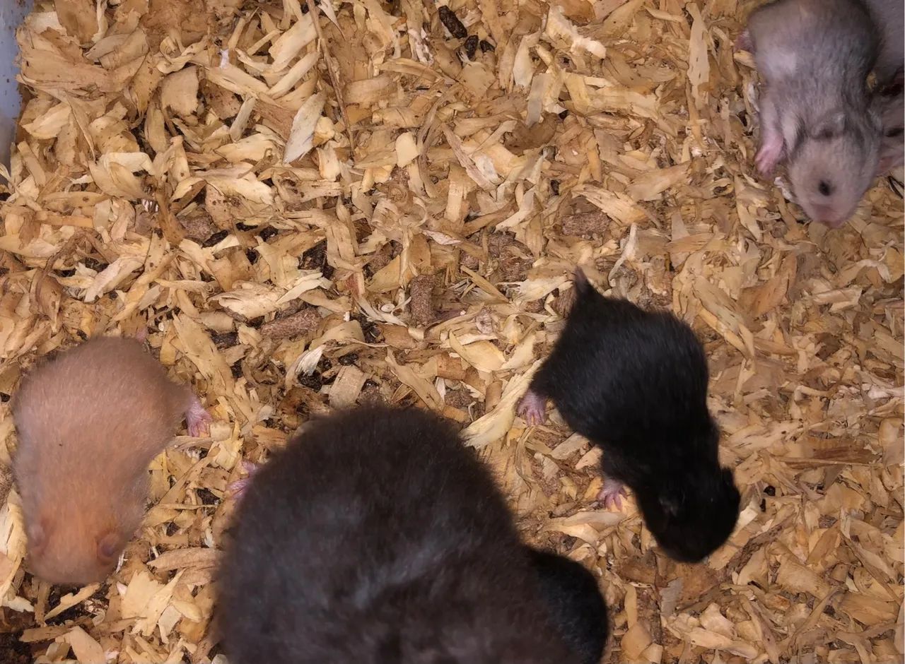 Hamster sírio ( fazemos entrega) - Foto 2